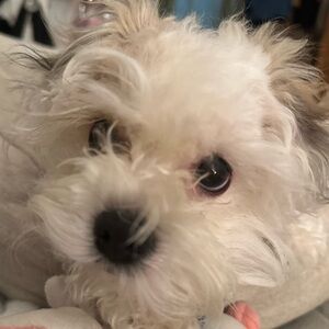 Meet your Posher, Yolanda